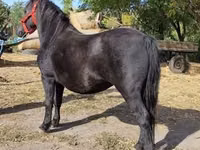 Yegua, Caballos — foto 3