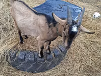 Chèvre, Alpine goat — photo 4