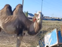 雌ラクダ, Kazakh Bactrian camel — 写真 1