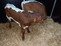 सांड, Simmental cattle — फ़ोटो 2