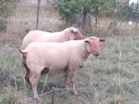 मेढ़ा, Rouge de l’Ouest sheep — फ़ोटो 2