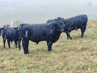 母牛, Galloway cow — 照片 5