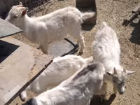 Chèvre, Russian White goat — photo 4