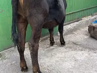 गाय, अलाताऊ नस्ल — फ़ोटो 3