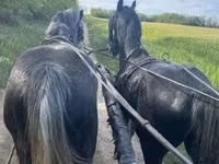 馬（ロット、性別未指定）, Lipizzaner — 写真 4