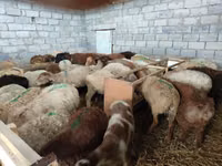 भेड़, भेड़ — फ़ोटो 4