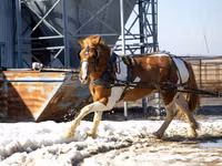 حصان, Pinto horses — الصورة 2