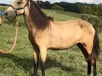雌馬, Rocky Mountain Horse — 写真 5
