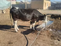 Cow, Russian Black pied cattle — photo 3