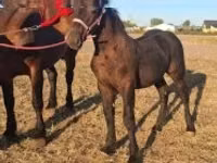 حصان, Percheron — الصورة 3