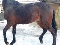 Caballo, Budyonny horse — foto 1