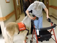 Cheval, Miniature horse — photo 5