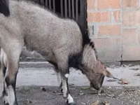 雄ヤギ, Nubian Goat — 写真 1