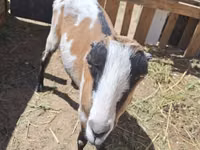 عنزة, LaMancha goats — الصورة 2