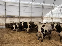 母牛, Galloway cow — 照片 7