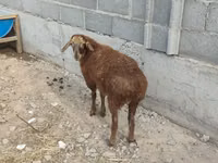 Sheep, Sheep — photo 7