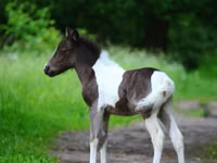 Caballo, American shetland pony — foto 3