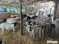 Widder, Dorper sheep — Foto 2