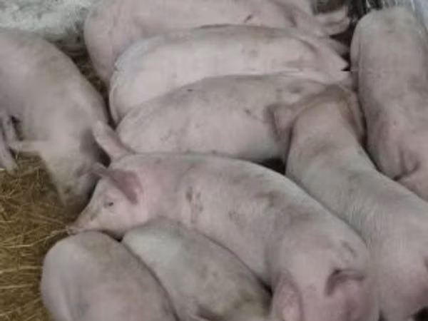 Babi (batch, jenis kelamin tidak disebutkan), 