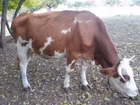 Toro, French Simmental cattle — foto 2