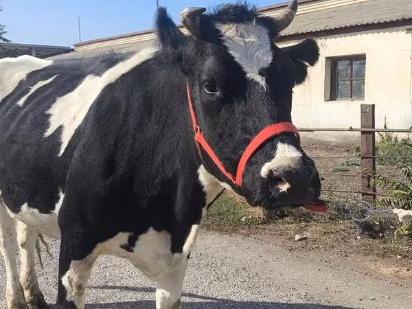 Vaca, Russian Black pied cattle
