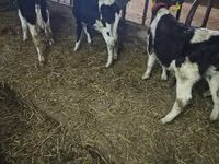 Toro, Raza Holstein — foto 2