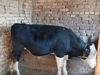 Toro, Russian Black pied cattle — foto 1