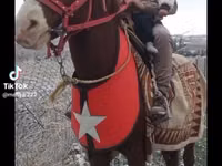 Kuda (batch, jenis kelamin tidak disebutkan), Mustang — foto 3