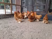 Кохинхин карликовый — фото 4