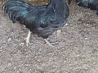 Gallo de pelea de fosa australiano — foto 1