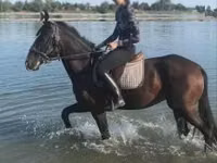 Caballo, Lipizzaner — foto 2