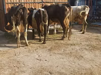 Vaca, Raza Holstein — foto 2