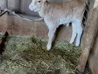 Banteng, Cattle — foto 1