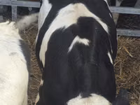雄牛, Russian Black pied cattle — 写真 5