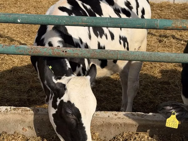 雌牛, Russian Black pied cattle