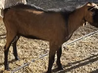 تيس, Alpine goat — الصورة 1