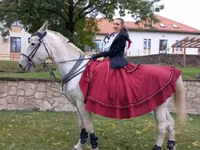 Stute, Lipizzaner — Foto 6