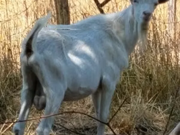 عنزة, الماعز