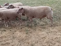 Domba jantan, Charollais sheep — foto 2