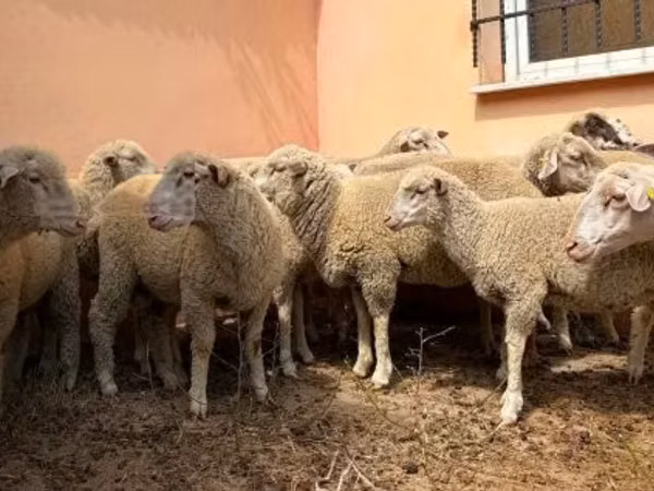Widder, Ile-de-France sheep