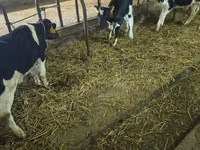 Toro, Raza Holstein — foto 3