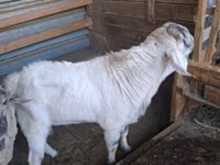 Ziegenbock, Beetal goats — Foto 4