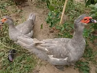 Ducks — 照片 5