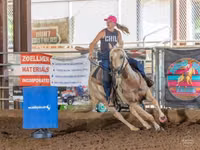 Kuda jantan, Quarter Horse — foto 3