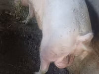 Babi jantan — foto 2