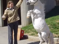فرس, Miniature horse — الصورة 6