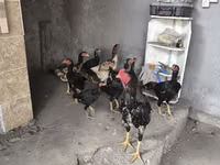 Chickens — 写真 2