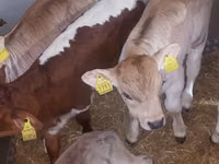 सांड, Simmental cattle — फ़ोटो 3