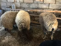 Ram, Sheep — photo 2