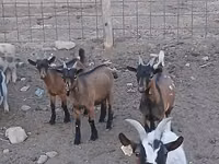 Ziegenbock, Pomellata goat — Foto 2